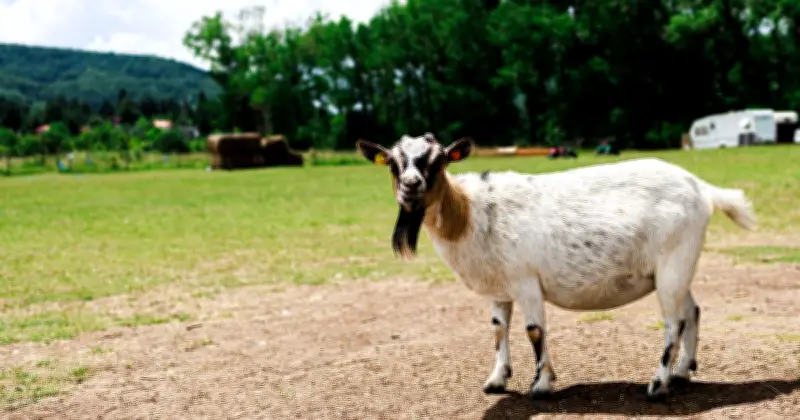 Asylum Seeker Claims Innocence After Allegedly Raping Six Animals