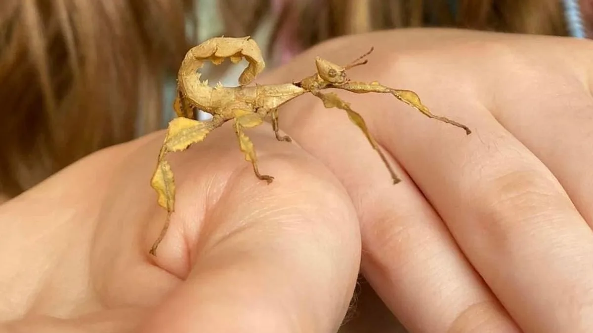 Sir David Attenborough sends heartwarming letter to young fan who named pet insect after him
