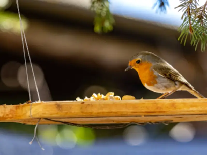 Attract Robins to Your Garden All Summer with One Crucial Change