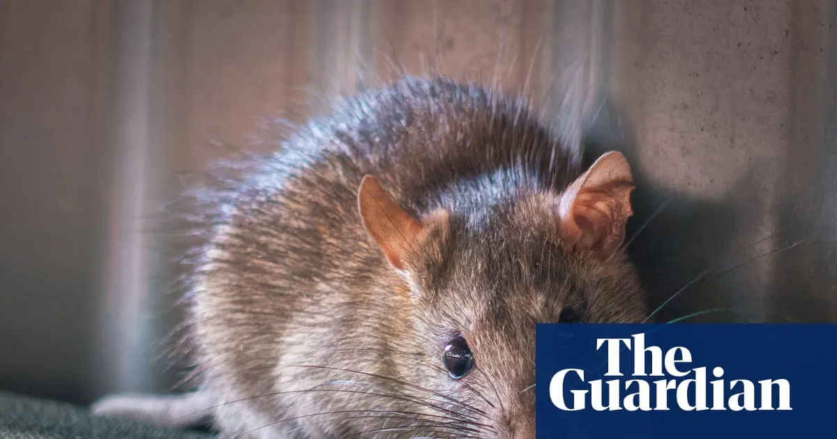 Australia May Restrict Rat Poisons to Protect Wildlife