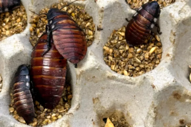 Australian Police Seize 100,000 Illegal Cockroaches in Record Bust