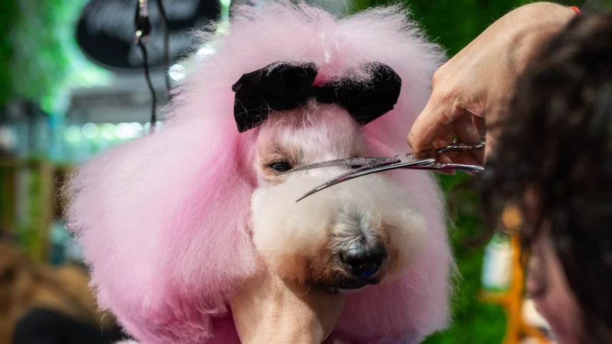 Dog Groomers and Life Coaches Face UK Visa Crackdown