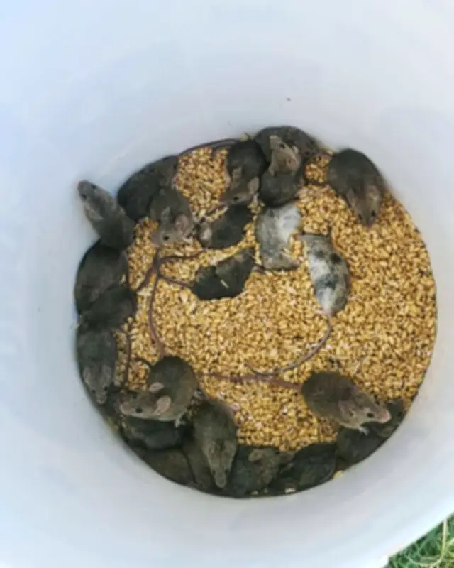 Australia's Mouse Plague: Mice Overrun Grain Belt Communities in WA and SA