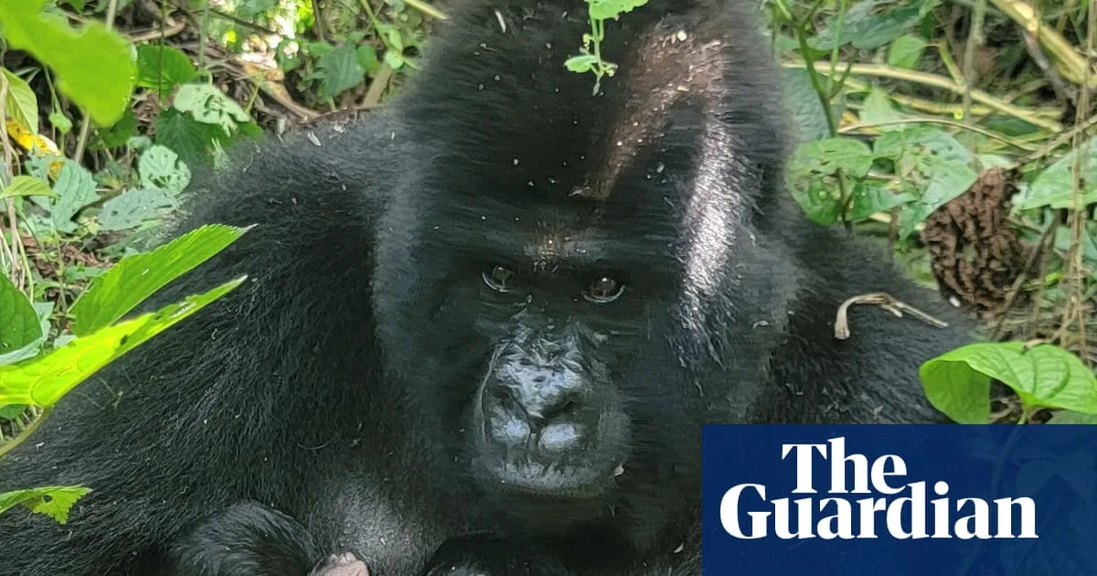 Mountain Gorillas Welcome Two Sets of Twins in Rare 'Extraordinary Event'