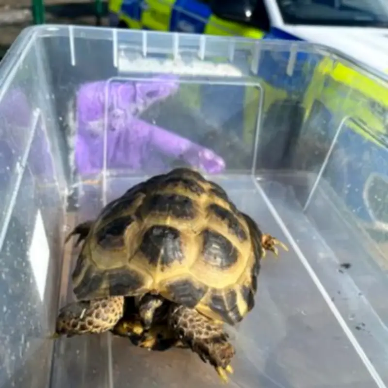 Baby tortoise sole survivor of soft play fire that killed meerkats, owls and more
