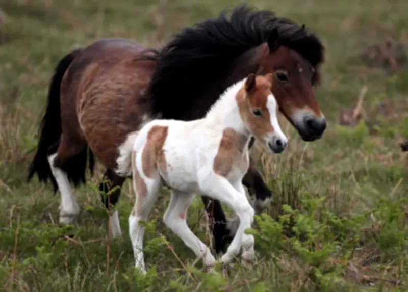 Badenoch Urges Starmer to Halt Dartmoor Pony Cull
