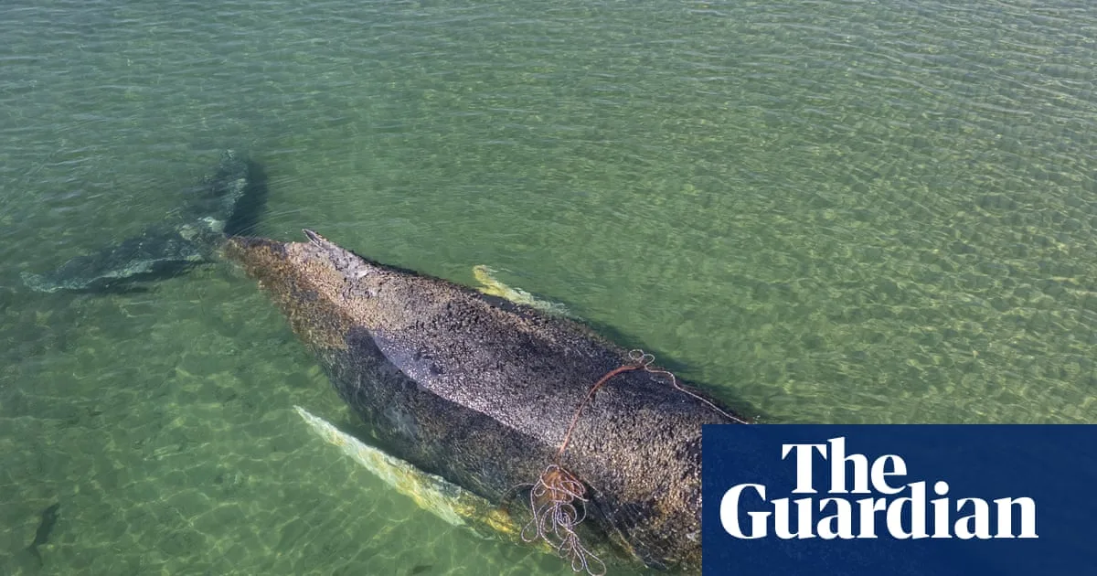 Baltic Whale Swims Free After Rescue Faces Long Journey