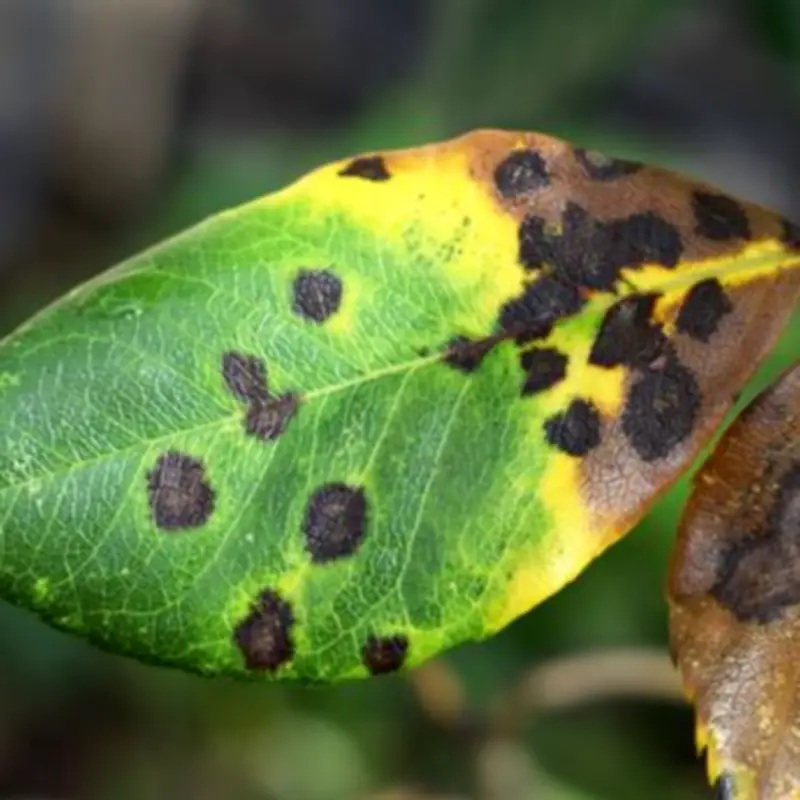 Banish Black Spot from Roses with Sulphur Spray: Expert Tips