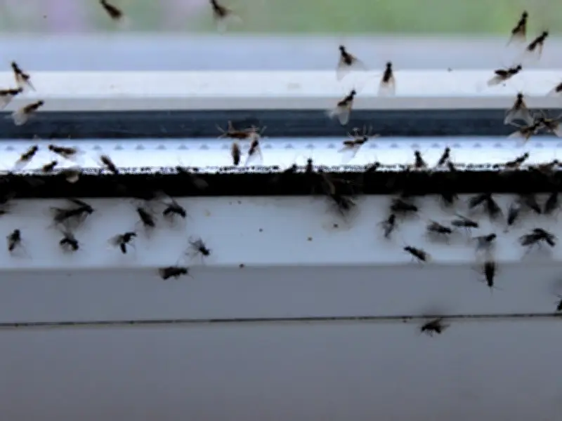 Banish Flies From Home and Garden During 40C Heatwave With Two Kitchen Items