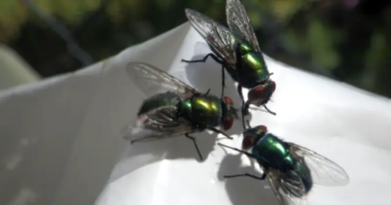 Banish Flies from Home in 15 Minutes with Coffee Grounds Hack