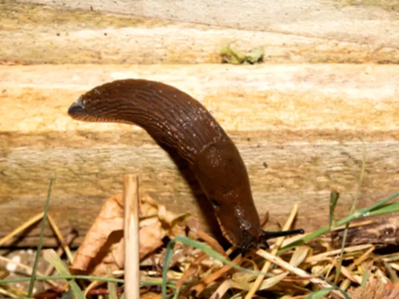 Banish Slugs and Snails from Potted Plants with One Bathroom Item