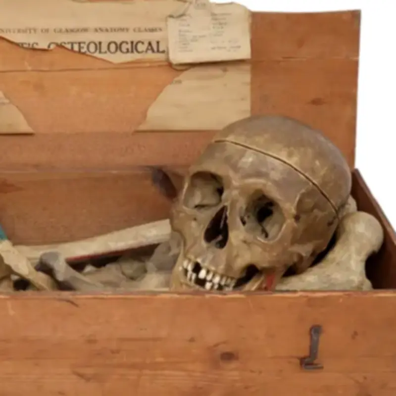 Bargain Hunt star's auction house slammed over human remains sale