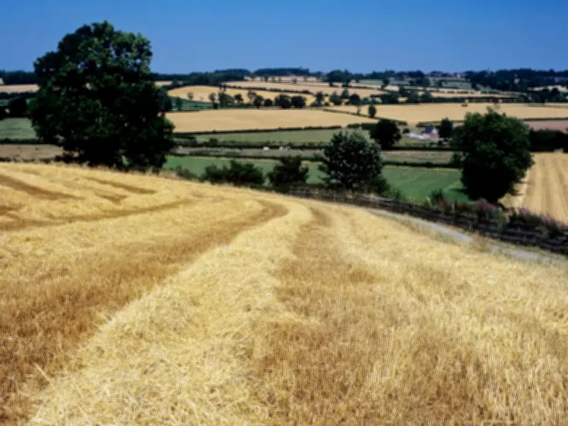 Barley planting falls to 16-year low as UK alcohol consumption drops