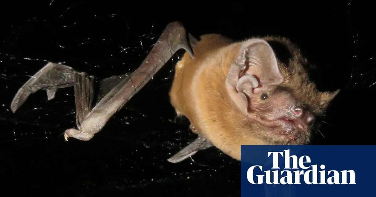 Bat Caught Hunting and Eating Robin in Mid-Flight