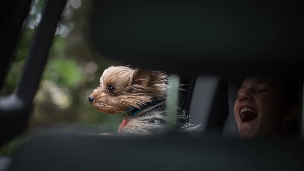 Battersea Issues £5,000 Warning to Dog Owners Driving with Unrestrained Pets
