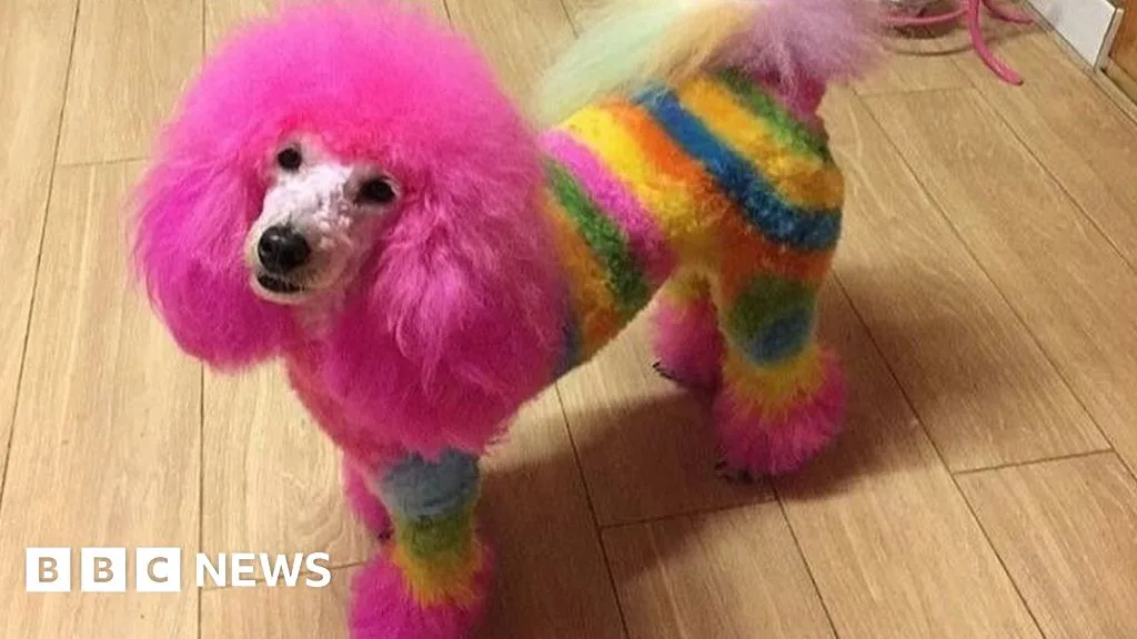 Extreme Dog Grooming Sparks Welfare Concerns