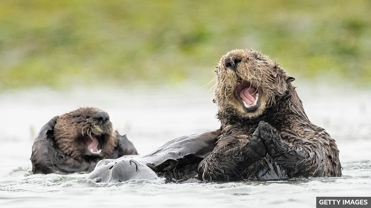 Do Animals Have a Sense of Humour? Scientists Investigate