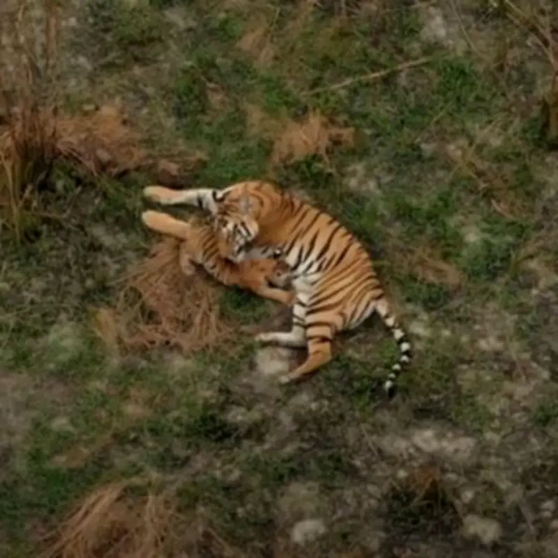BBC Tiger Island Viewers Hail Never-Before-Seen Tiger Footage in New Doc