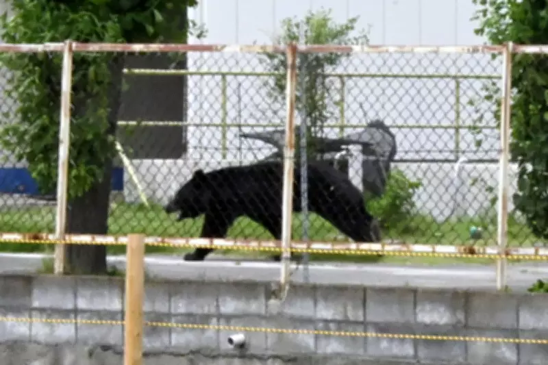 Bear Injures 4 in Japan Residential Area Amid Rising Attacks