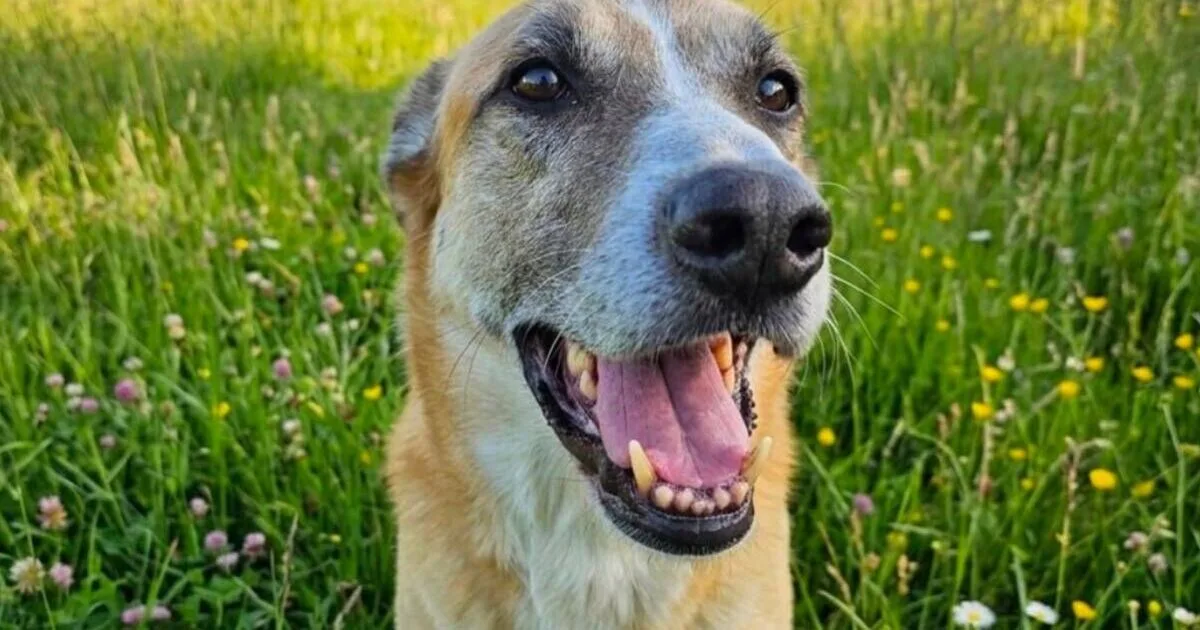 Beaten Dog Archie Seeks Loving UK Forever Home