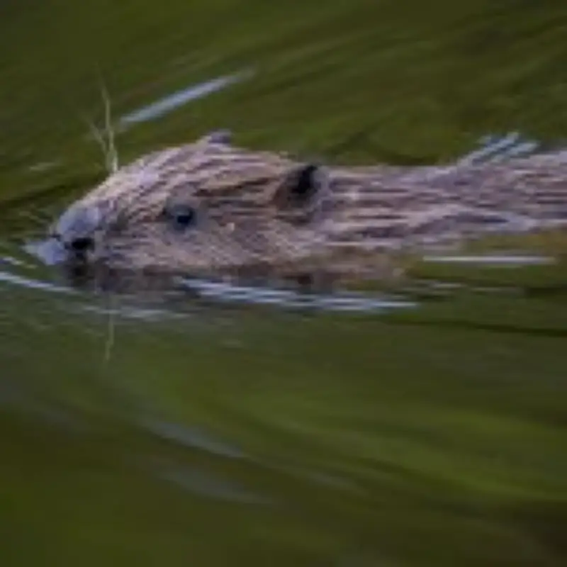 Beavers Save London Tube Station from Flooding Crisis