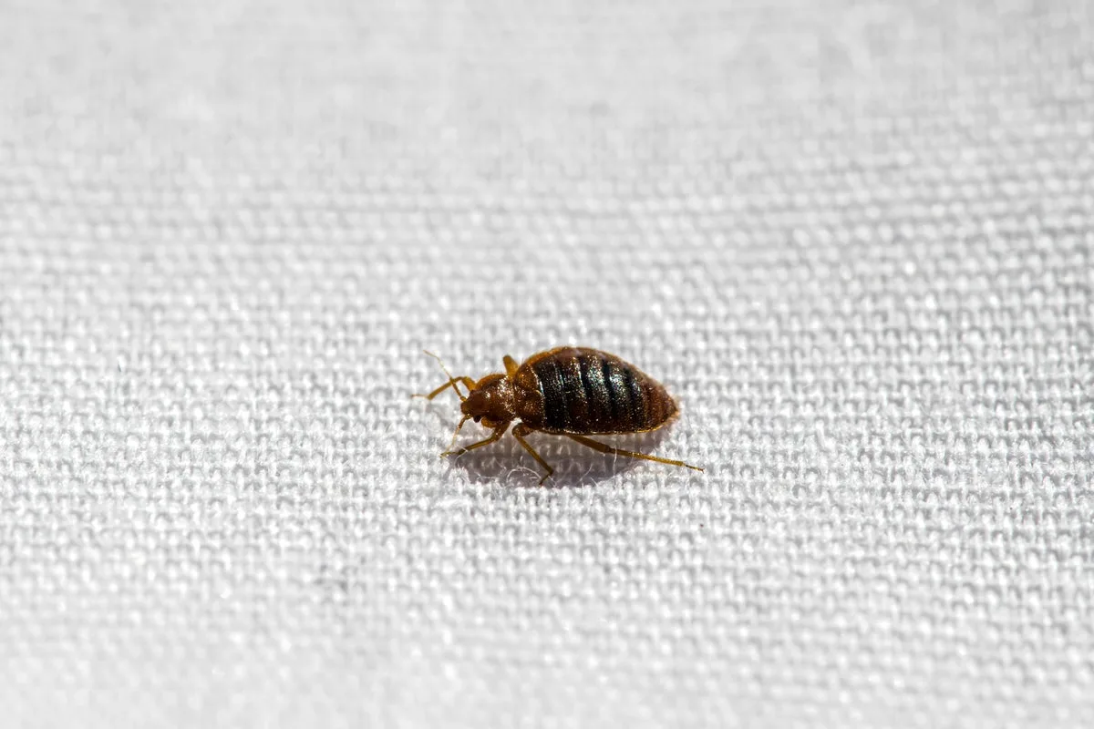 Accidental Lab Discovery Reveals Bedbugs' Fear of Water