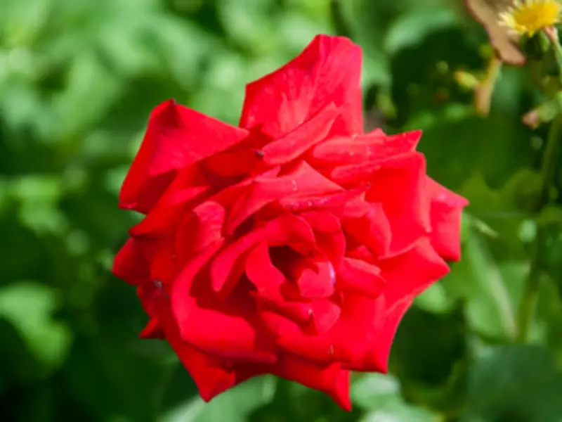 Best Natural Mulch for Roses: Shredded Bark Boosts Summer Blooms