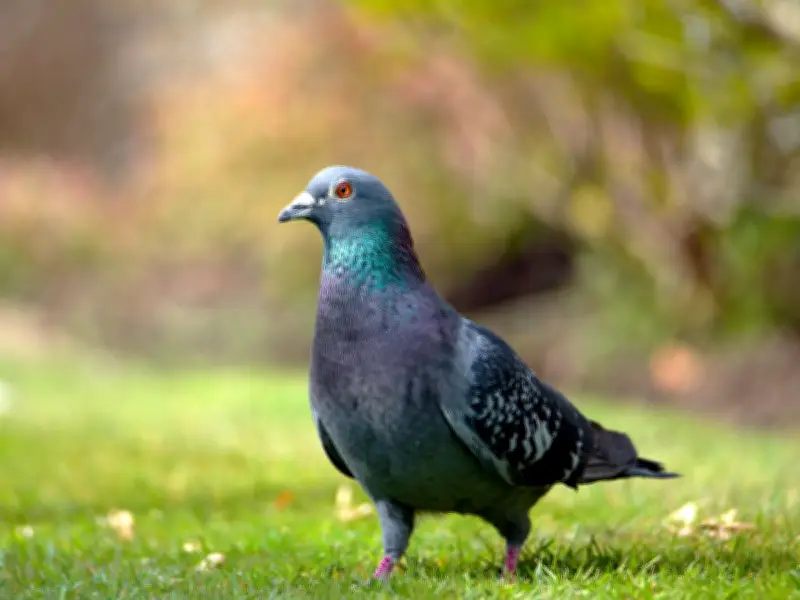 Best Pigeon Deterrent for Gardens: Optical Gel and Plants