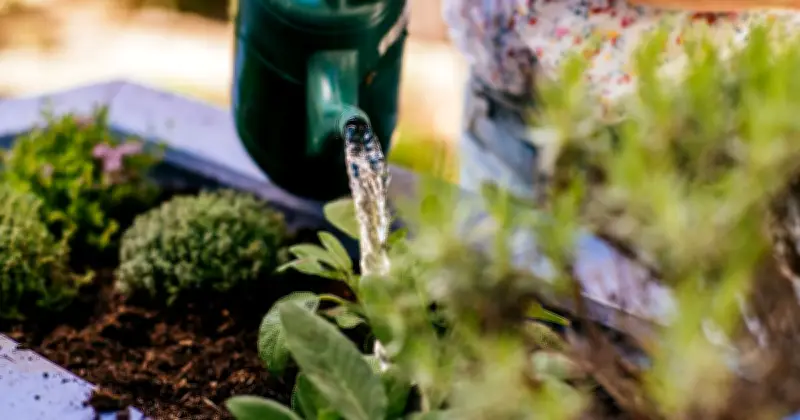 Best Time to Water Garden Plants in Summer Is Evening, Not Morning