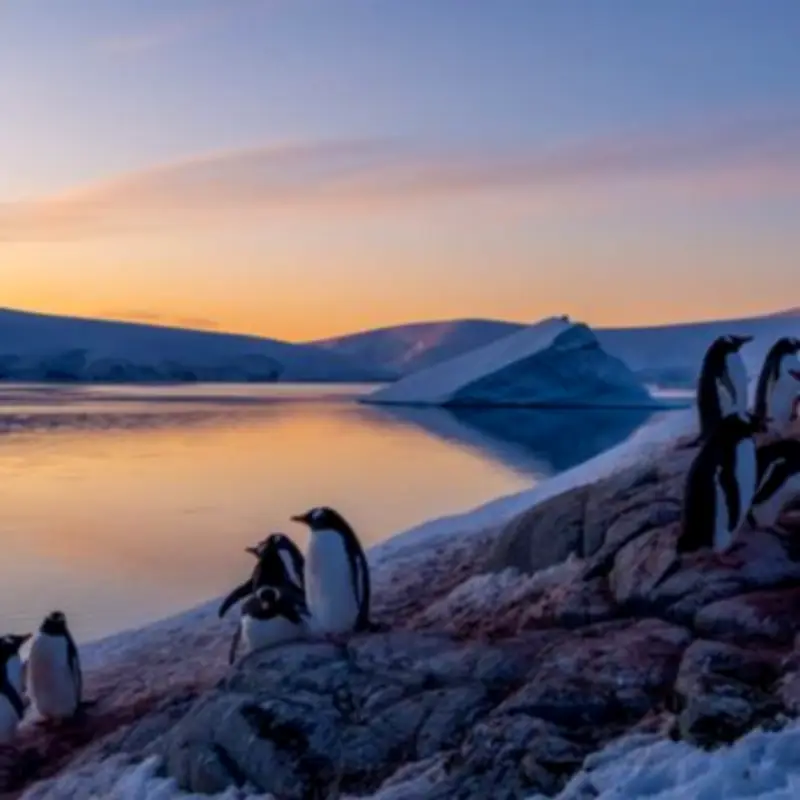 Bird Flu Kills 13,000 Seal Pups on Remote Heard and McDonald Islands