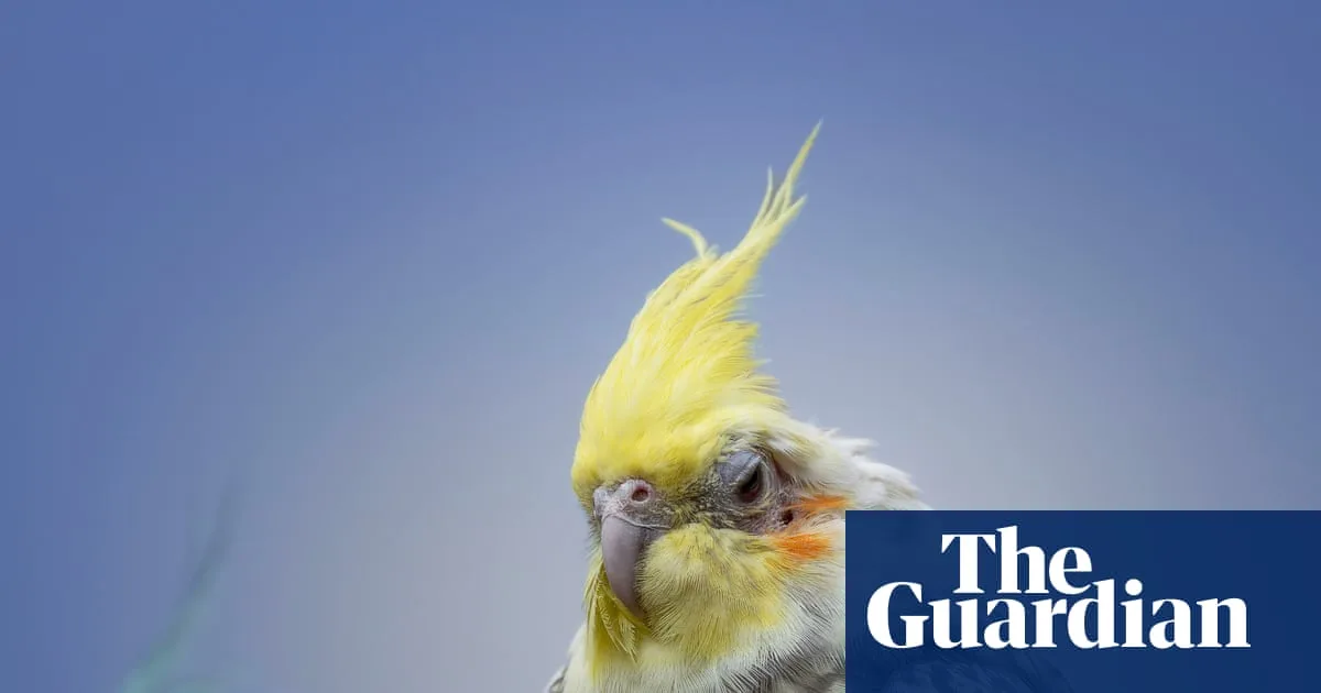 Bird Masturbation ‘Natural and Healthy’, Study Finds