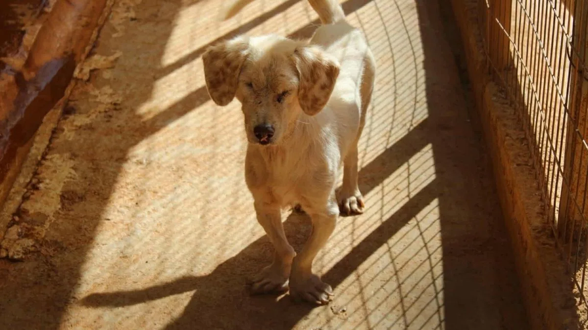 Blind Rescue Dog Rigas Seeks Loving UK Home