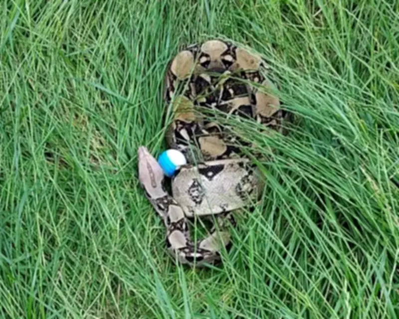 Boa Constrictors Found on UK Golf Course: Exotic Hazard for Golfers