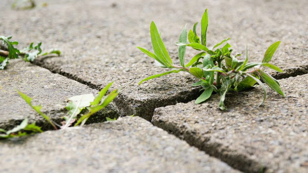 Boiling Water Method Kills Patio Weeds And Moss