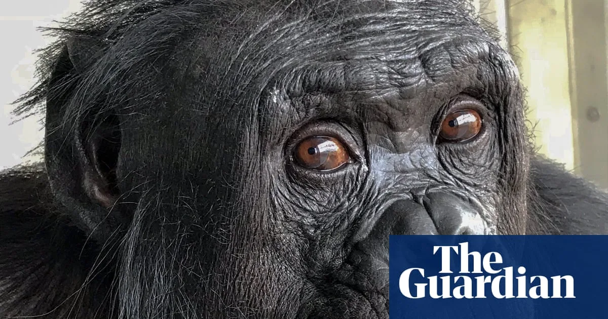 Bonobos and Chimps Show Human-Like Imagination and Rationality