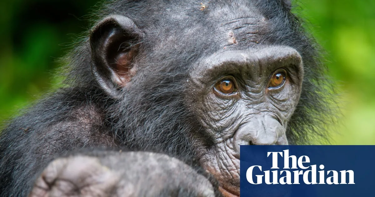 Bonobos Demonstrate Make-Believe Play in Controlled Study