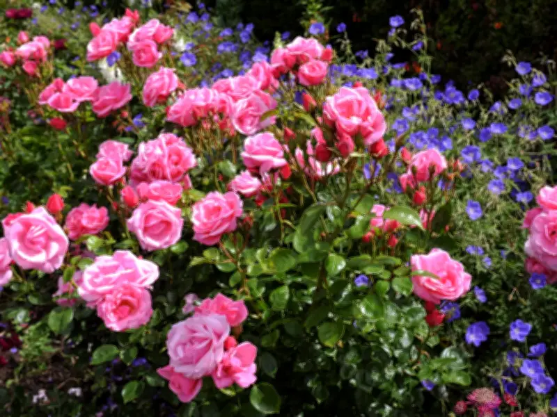 Boost Rose Blooms with Used Teabags: Gardener's Natural Tip