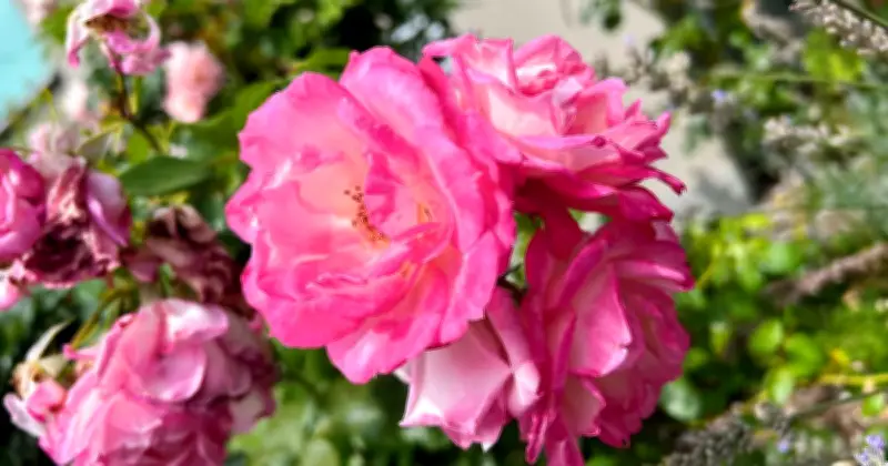 Boost Roses with Used Teabags: Simple June Garden Tip