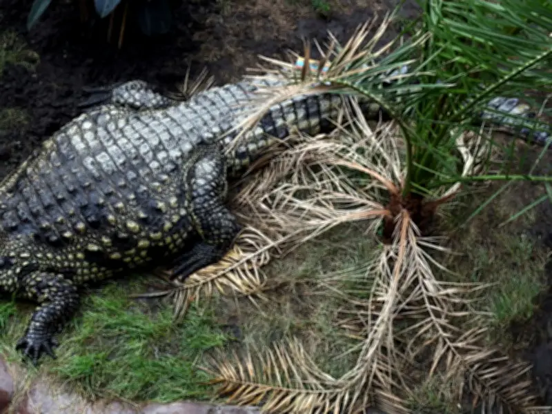 Boy, 3, stable after being thrown into crocodile enclosure at UK zoo