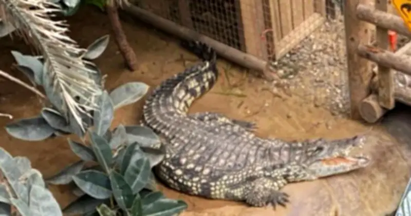 Boy, 3, Survives Crocodile Attack After Being Thrown into Enclosure at UK Zoo