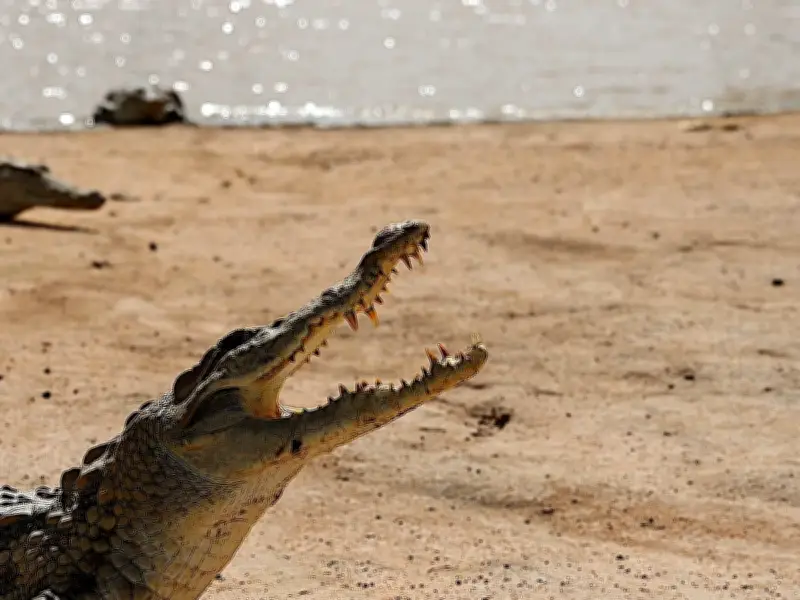 Boy, 3, Thrown into Crocodile Enclosure at Cambridgeshire Zoo; Man Arrested