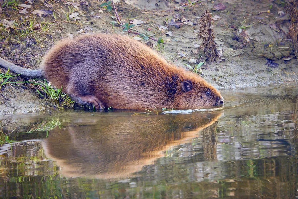 Boy, 8, Attacked by Rabid Beaver in New Jersey Park