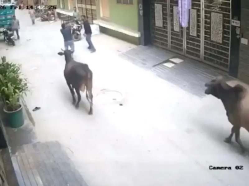 Boy Mauled by Stray Cow in New Delhi Rescued by Brave Locals