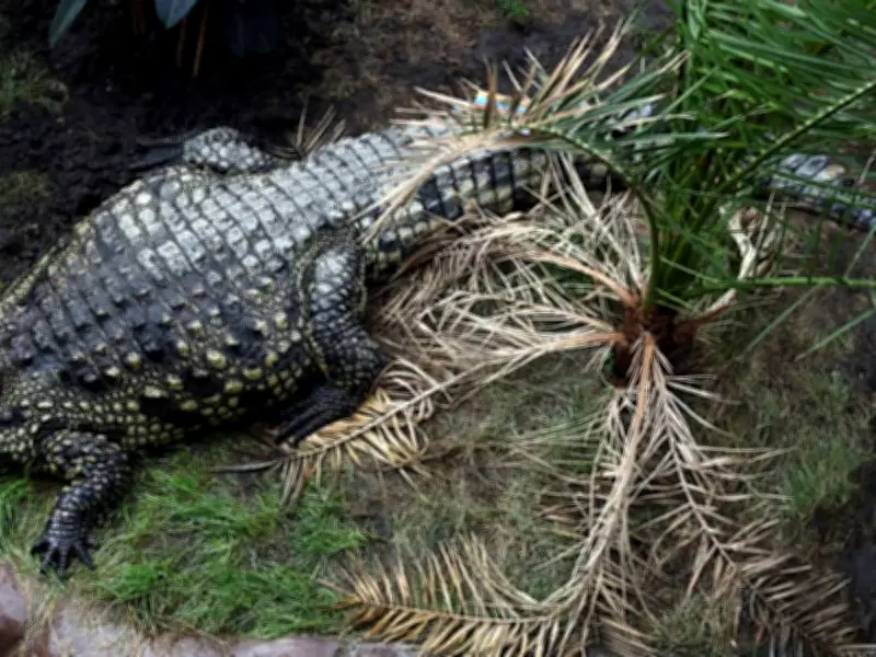 Boy Thrown Into Crocodile Enclosure at UK Zoo Now Stable