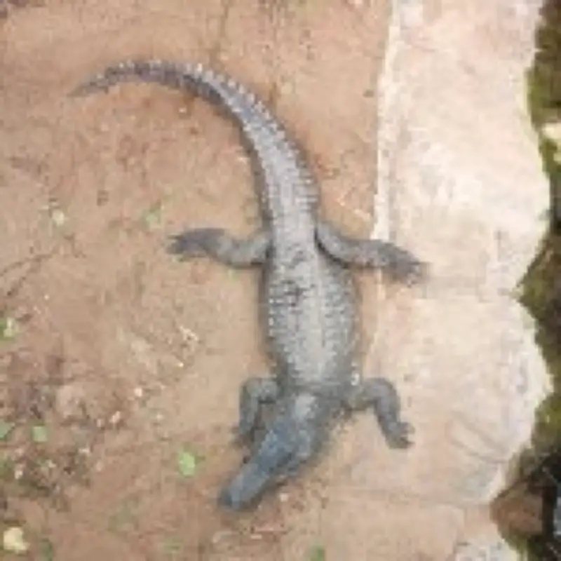 Boy Thrown into Crocodile Pit No Longer Critical, Police Confirm
