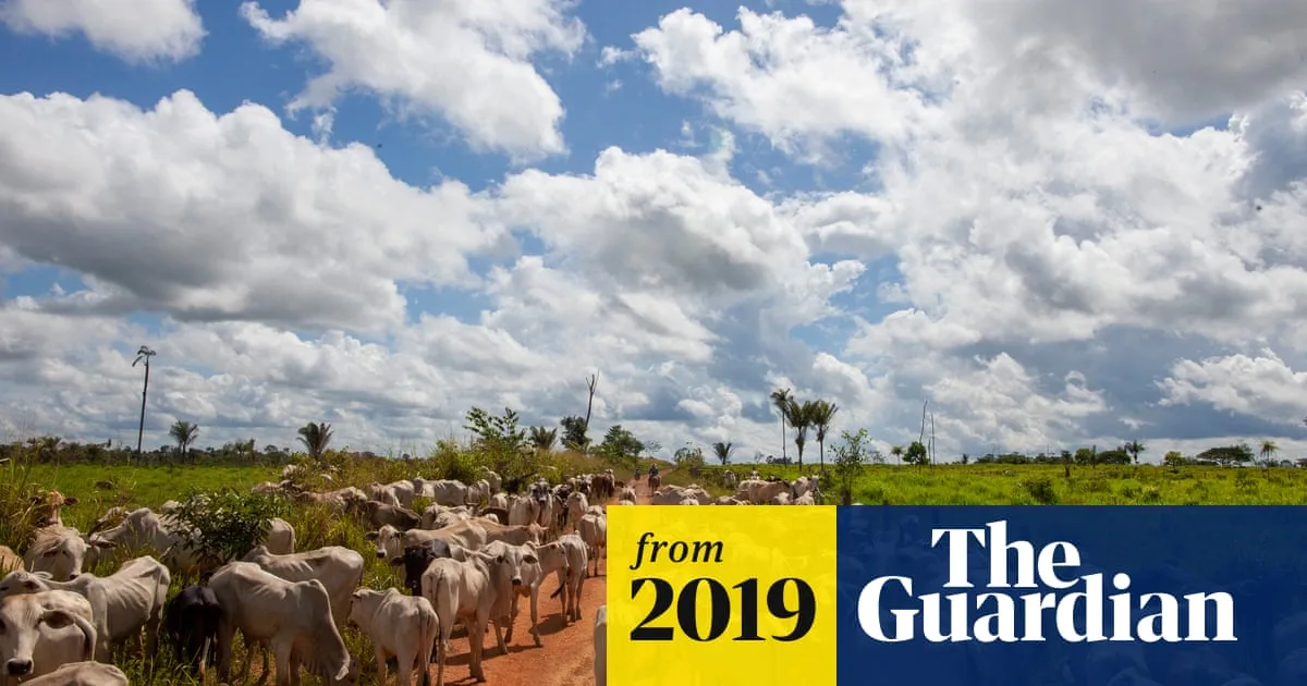 Brazil's Beef Industry Fuels Amazon Deforestation Crisis