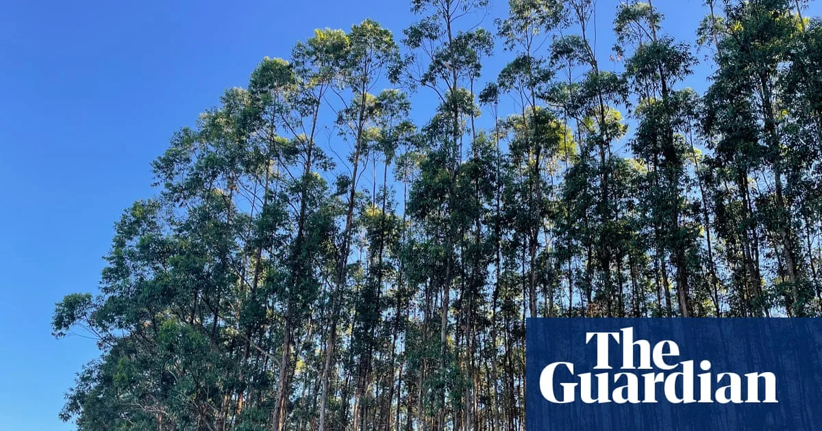 Brazilian Farmers Fight Back Against Eucalyptus 'Green Desert'