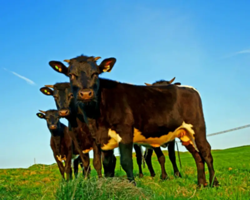 Brexit Trade Deals Threaten British Farming, Farmers Warn
