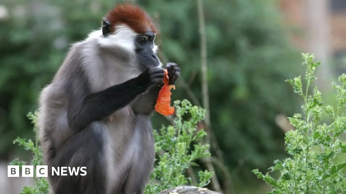 Bristol Gorillas to Explore New Forest Home in Relocated Zoo