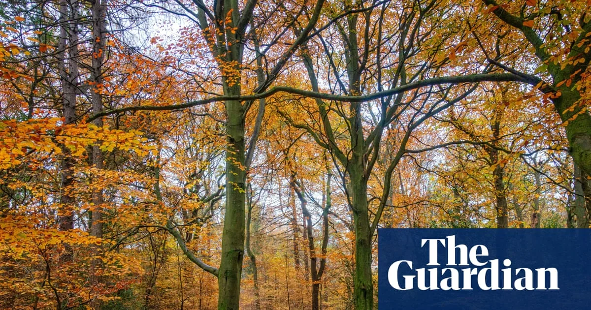 Britain’s Forests Need Climate Adaptation Now
